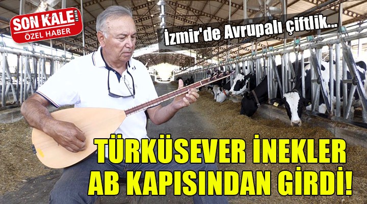 İzmir'de Avrupalı çiftlik... TÜRKÜSEVER İNEKLER AB KAPISINDAN GİRDİ!