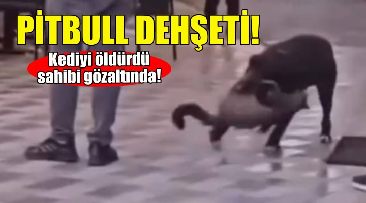 İzmir'de Pitbull dehşeti... Sahibi gözaltında!
