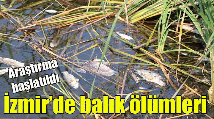 İzmir'de balık ölümleri