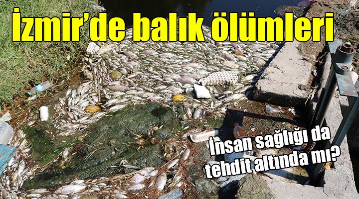 İzmir'de balık ölümleri...