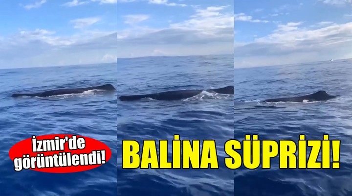 İzmir'de balina sürprizi!
