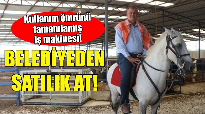 İzmir'de belediyeden satılık at!