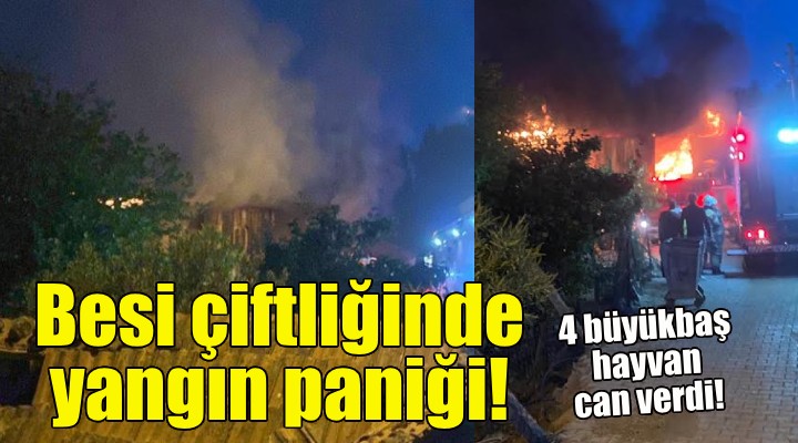 İzmir'de besi çiftliğinde yangın!