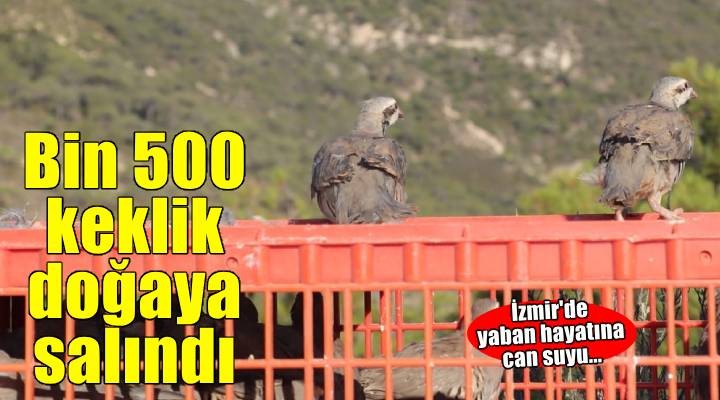 İzmir'de bin 500 keklik doğaya bırakıldı