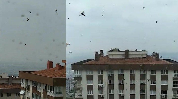 İzmir'de böcek tepkisi