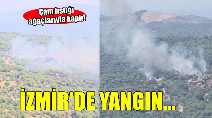 İzmir'de çam fıstığı ağaçlarıyla kaplı bölgede yangın...