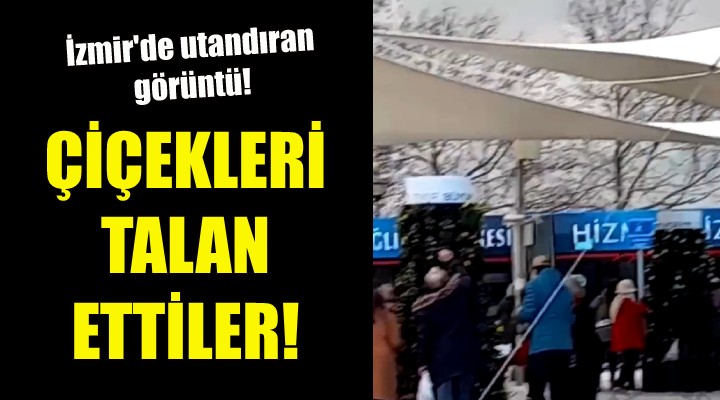 İzmir'de çiçekleri talan ettiler!