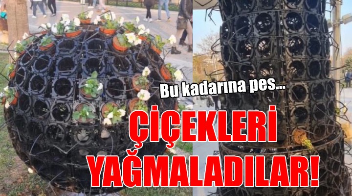 İzmir'de çiçekleri yağmaladılar!
