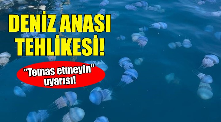 İzmir'de deniz anası tehlikesi!