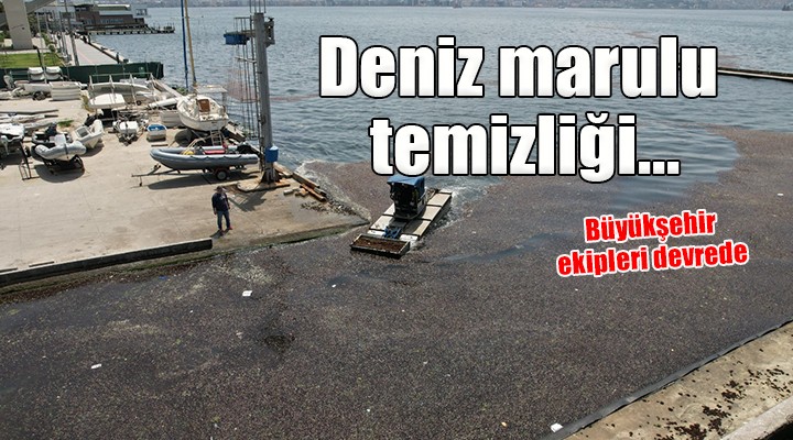 İzmir'de deniz marulu temizliği...