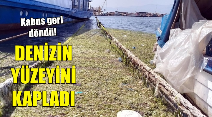 İzmir'de denizin yüzeyini kapladı!
