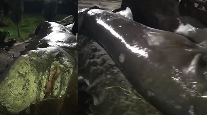 İzmir'de dev köpek balığı karaya vurdu