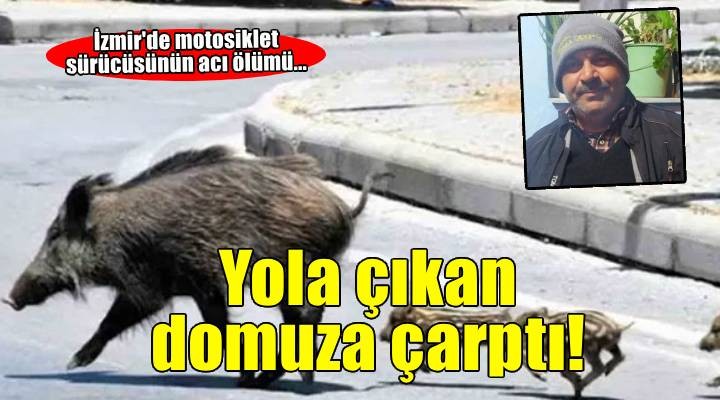 İzmir'de domuza çarpan motosikletin sürücüsü öldü