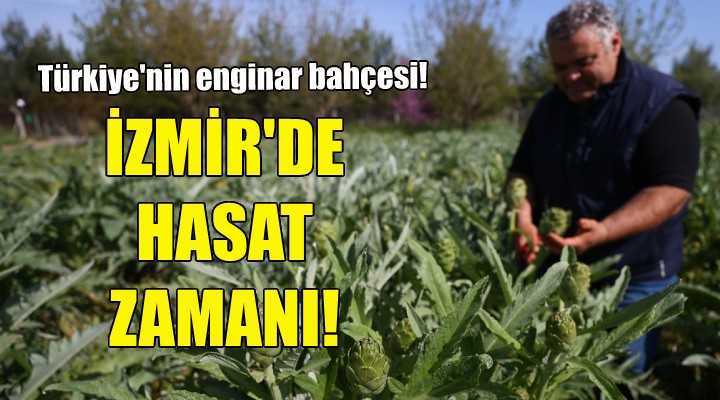 İzmir'de enginar hasadı zamanı!