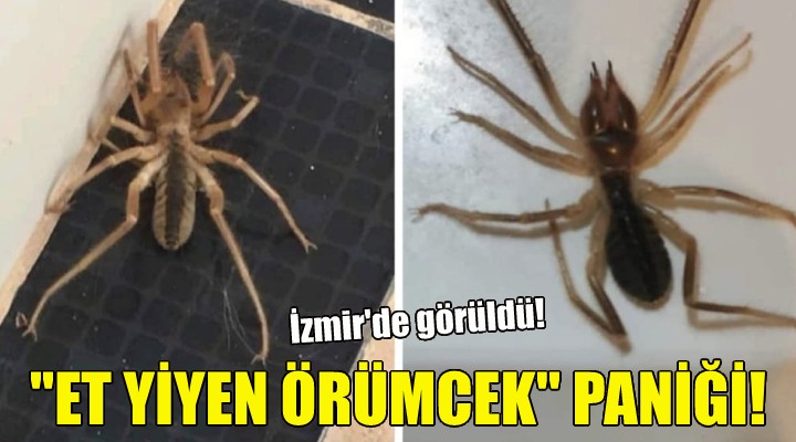 İzmir'de 'et yiyen örümcek' paniği!