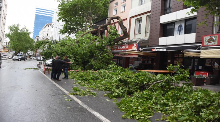 İzmir'de fırtına ağaçları devirdi