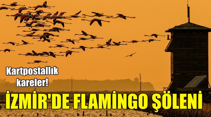 İzmir'de flamingo şöleni!