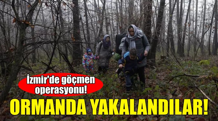 İzmir'de göçmen operasyonu... Ormanda yakalandılar!