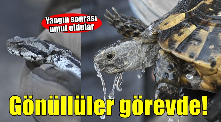 İzmir'de gönüllüler ormandan kurtulan hayvanlara umut oluyor