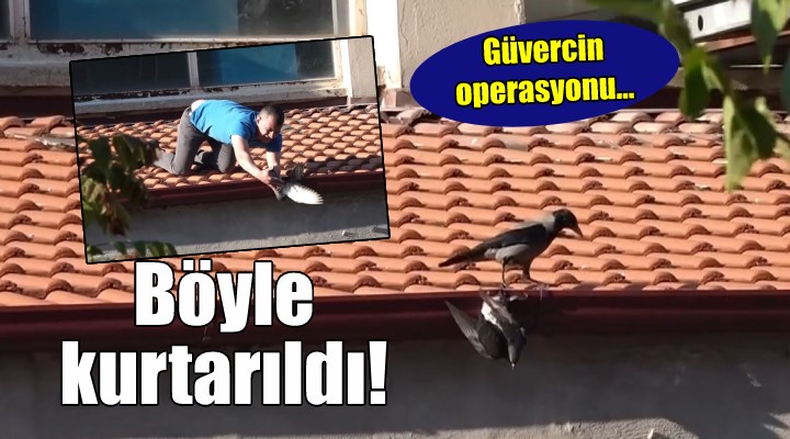 İzmir'de güvercin kurtarma operasyonu...