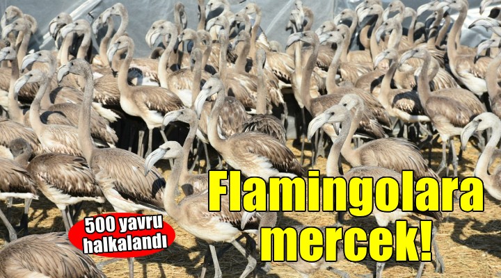 İzmir'de halkalanan yavru flamingolar takip edilecek