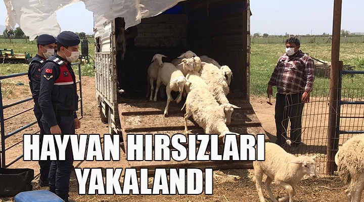 İzmir'de hayvan hırsızları yakalandı