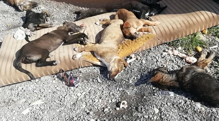 İzmir'de hayvan katliamı! Zehirli et verilen 9 köpek ve 3 kedi öldü