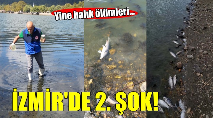 İzmir'de ikinci balık ölümleri şoku...