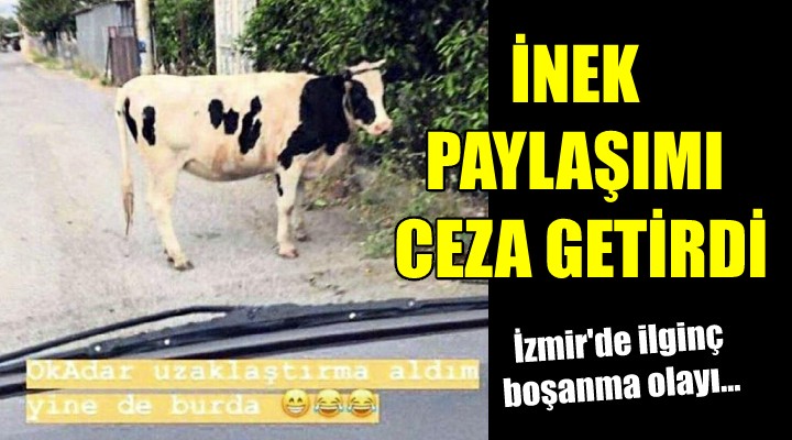 İzmir'de ilginç boşanma olayı... İnek paylaşımı ceza getirdi!