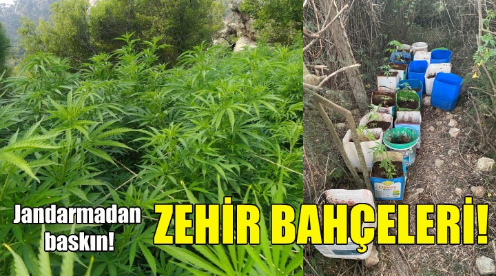 İzmir'de jandarmadan zehir bahçelerine baskın!