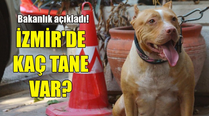 İzmir'de kaç tane tehlikeli ırk köpek var?