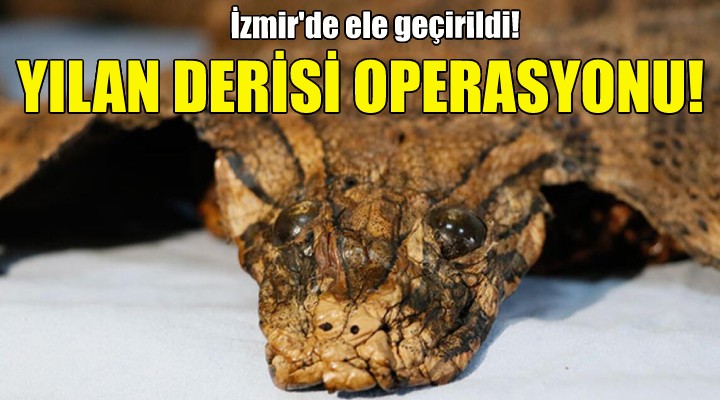 İzmir'de kaçak yılan derisi operasyonu!