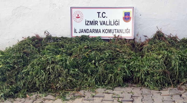 İzmir'e 108 kök kenevir bitkisi ele geçirildi