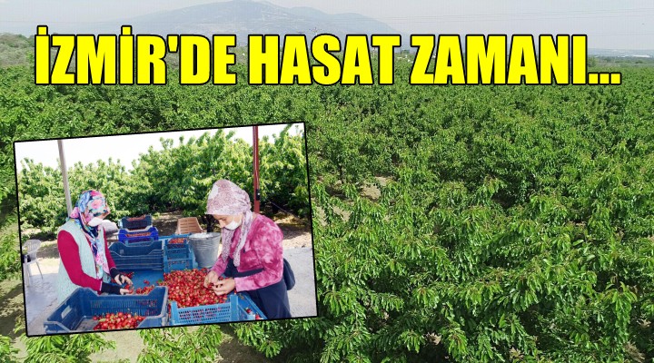 İzmir'de kiraz hasadı...