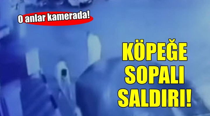 İzmir'de köpeğe sopalı saldırı...