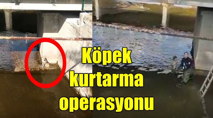 İzmir'de köpek kurtarma operasyonu