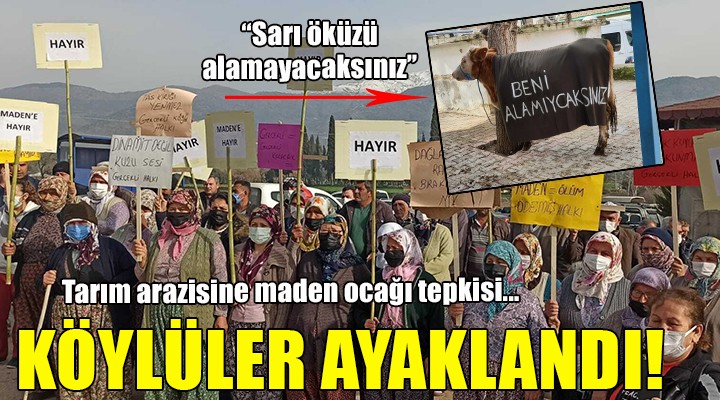 İzmir'de köylülerden 'Sarı öküz'lü protesto!