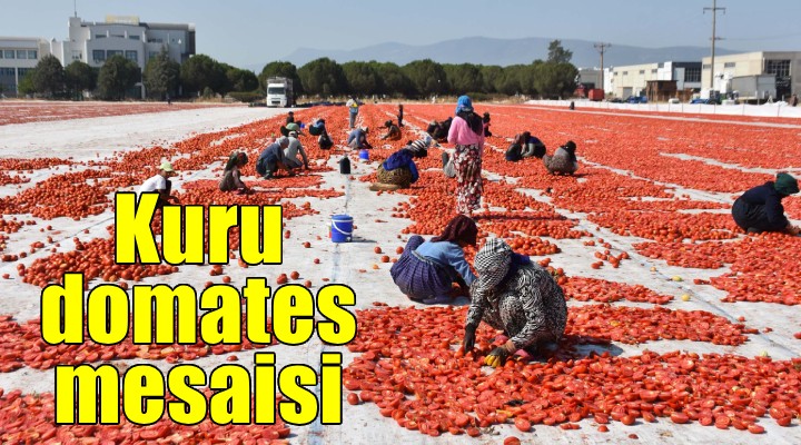 İzmir'de kuru domates mesaisi...