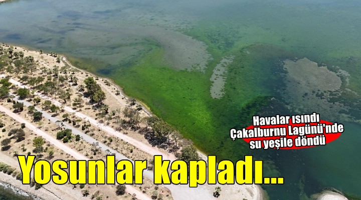 İzmir'de lagünü deniz yosunları kapladı