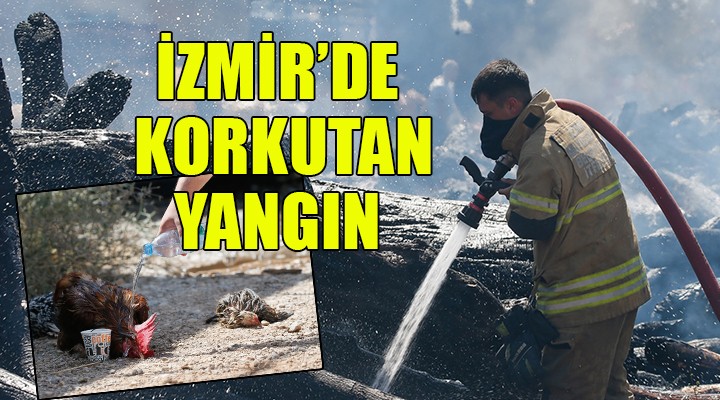 İzmir'de orman ürünleri fabrikasında yangın