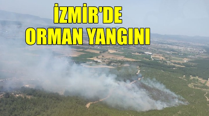 İzmir'de orman yangını..
