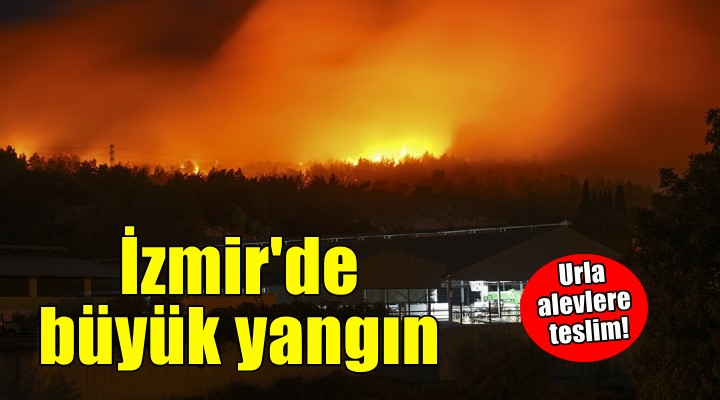 İzmir'de orman yangını..