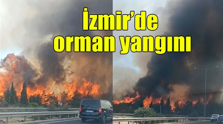 İzmir'de orman yangını...