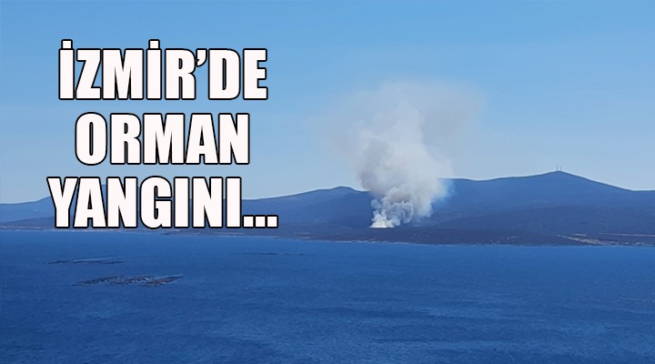 İzmir'de orman yangını!