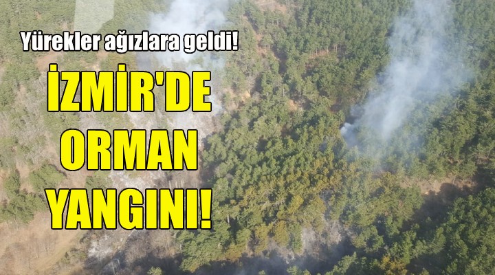 İzmir'de orman yangını!