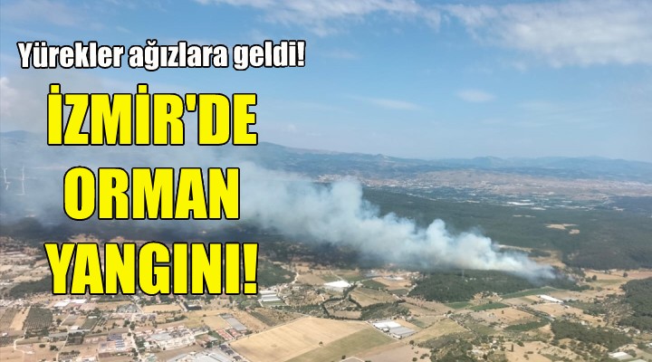 İzmir'de orman yangını!