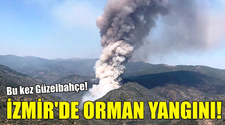 İzmir'de orman yangını!