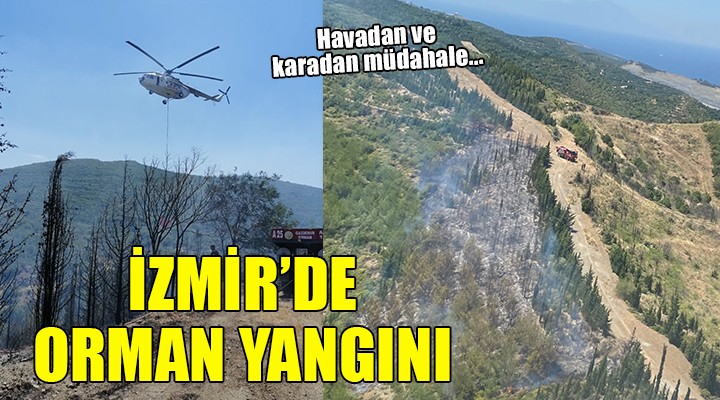 İzmir'de orman yangını!