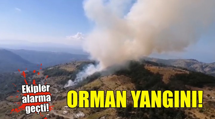 İzmir'de orman yangını!