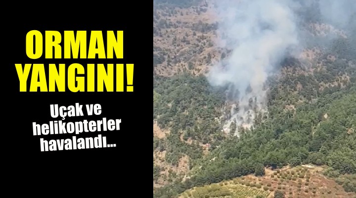 İzmir'de orman yangını!